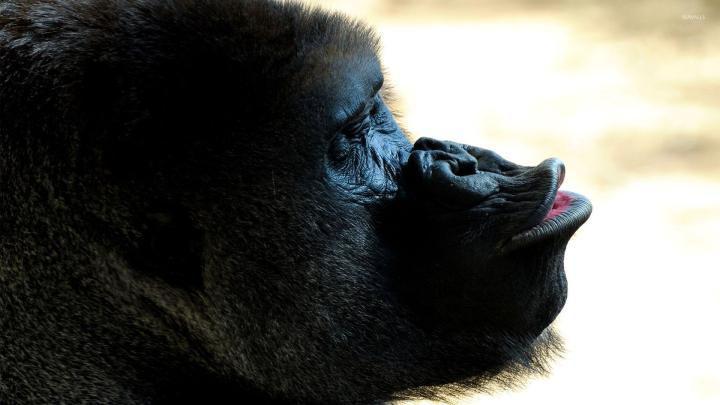 Gorilla [2] wallpaper - Animal wallpapers - #26253