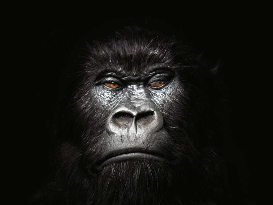 Gorilla Wallpaper Background -