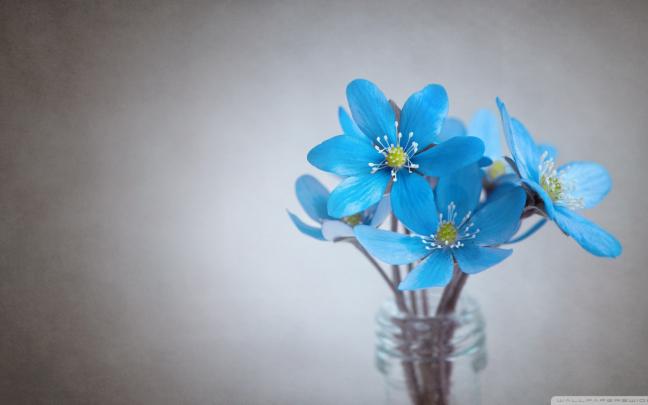 Free download Desktop Wallpaper HD WallpapersCharlie [1920x1080] for 