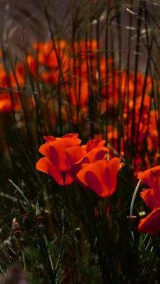 1080p Images: Full Hd Hd Wallpaper For Mobile 1920x1080 Free Download
