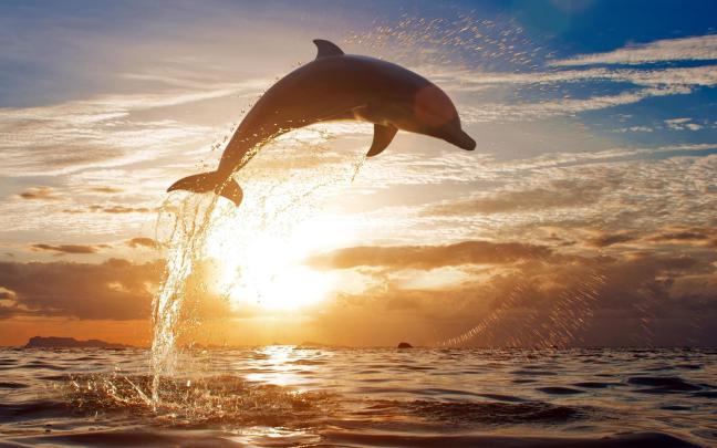 Animated Dolphin Screensavers Wallpaper (46+ images)