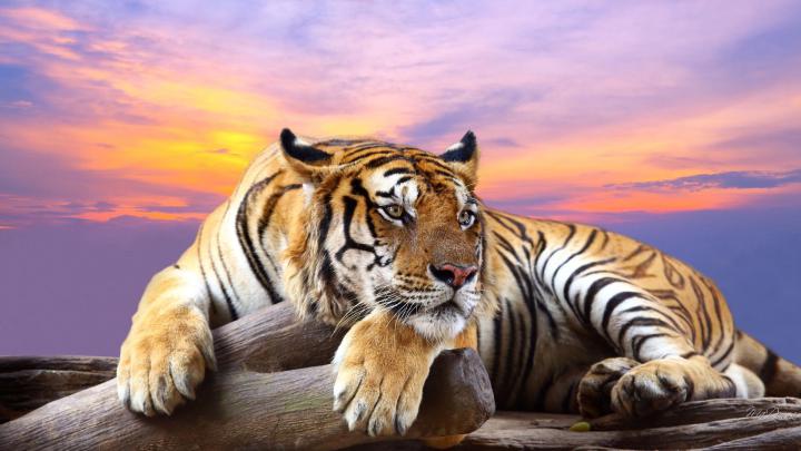 Tiger Wallpapers - Top Free Tiger Backgrounds - WallpaperAccess