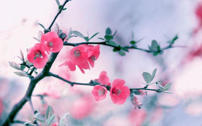 Flower PC Wallpapers - 4k, HD Flower PC Backgrounds on WallpaperBat
