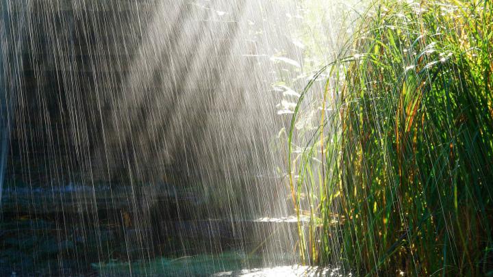 Download Wallpaper 1920x1080 heavy rain, rain, light, bushes, summer 
