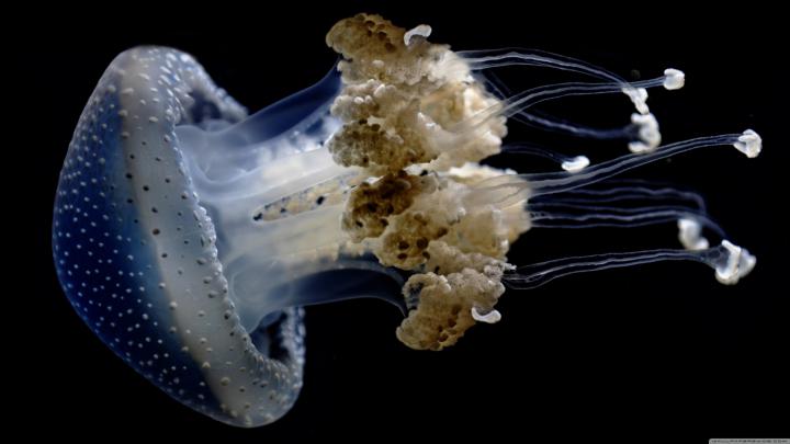 4K Wallpaper Jellyfish \/ 7680x4320 Jellyfish 12k 8k Hd 4k Wallpapers 