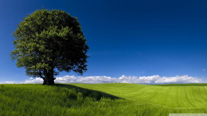 Summer Nature Wallpaper \u00b7\u2460 