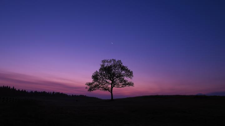 Download Wallpaper 1920x1080 tree, night, moon, sky, lonely Full HD 