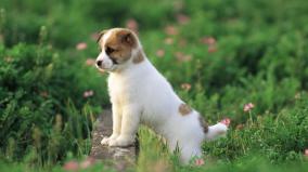 Desktop Puppy Wallpaper