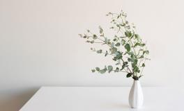 Eucalyptus Desktop Wallpaper
