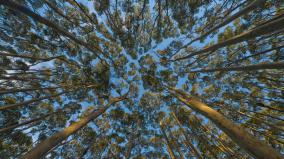 Eucalyptus Desktop Wallpaper