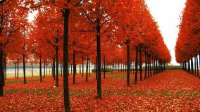 Fall Leaves Desktop Wallpaper