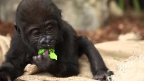 Gorilla Wallpaper 1920x1080