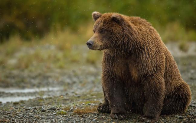 Grizzly Bear Wallpapers Images Photos Pictures Backgrounds