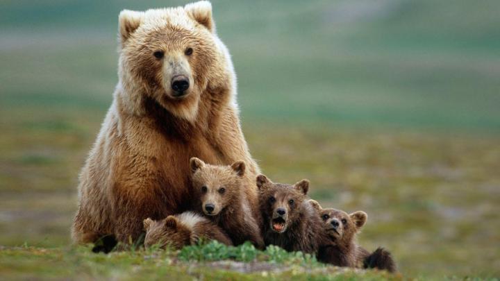 Best 39+ Bear Backgrounds for Desktop on HipWallpaper | Beautiful 