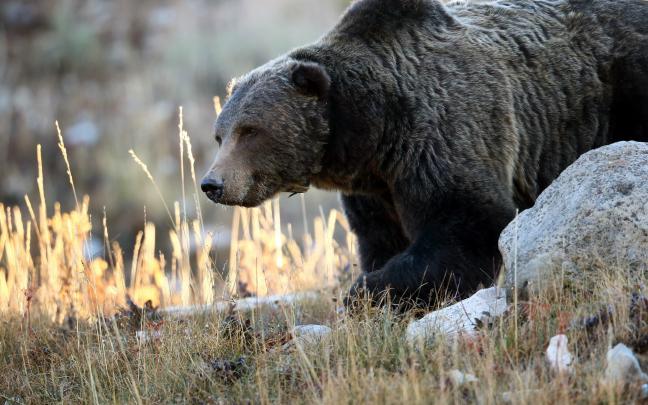 HD desktop wallpaper of Grizzly, image of Bear, nature | ImageBank.biz
