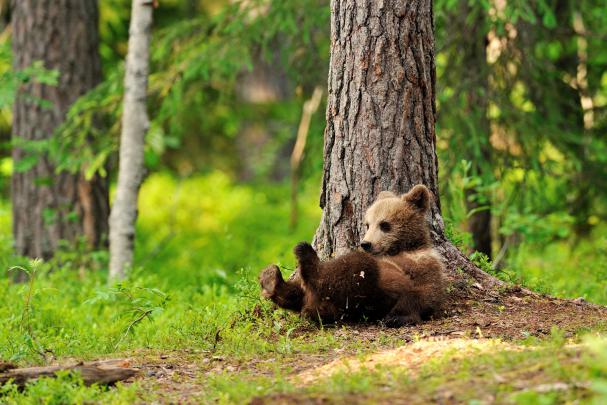 bears, Brown, Bears, Cubs, Trunk, Tree, Animals, Wallpapers Wallpapers 