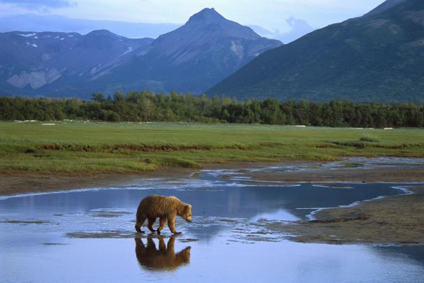 Grizzly Bear Wallpapers