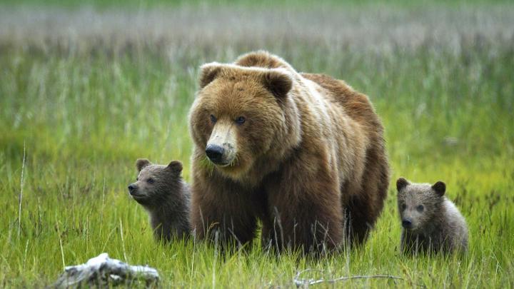 brown, Bear, Bear, Cubs Wallpapers HD \/ Desktop and Mobile Backgrounds