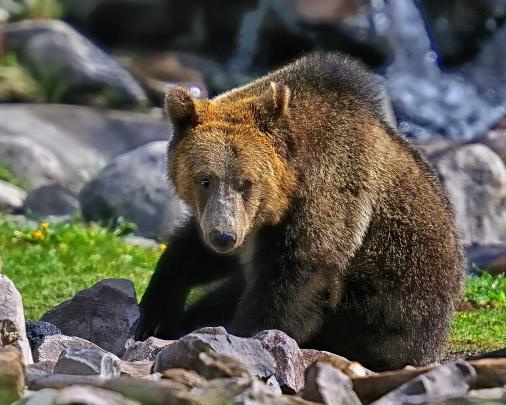 grizzly, Bear Wallpapers HD \/ Desktop and Mobile Backgrounds