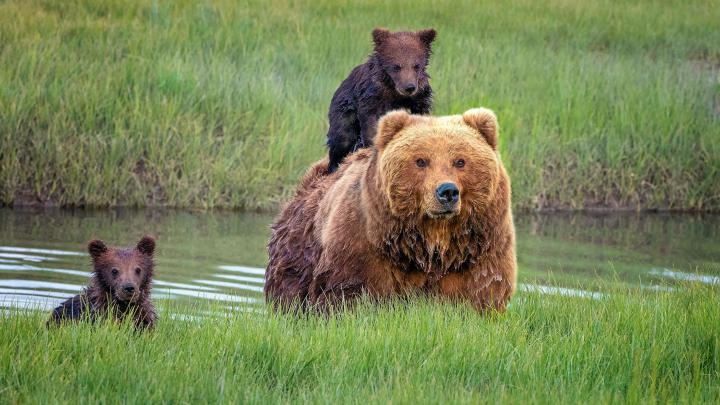 Bear Cub Wallpapers