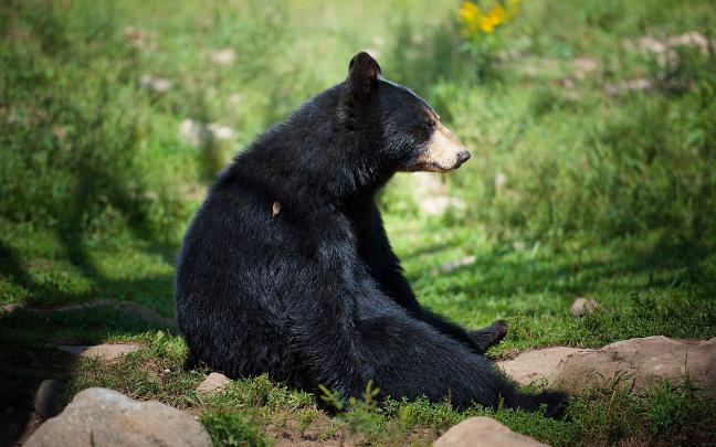 Wallpaper Black Bear Pictures (69+ images)