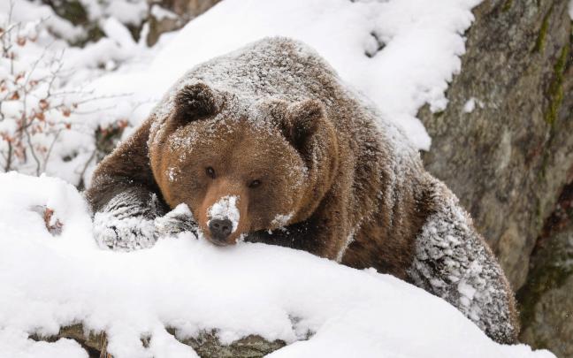 Download free Bear Wallpapers for your desktop | Most beautiful places 