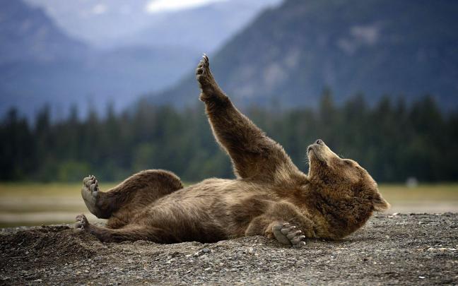 bear, Brown, Humor, Funny, Happy Wallpapers HD \/ Desktop and Mobile 