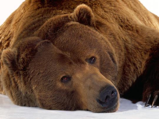 Desktop HD Wallpapers Free Downloads: Beautiful Bears HD Wallpapers