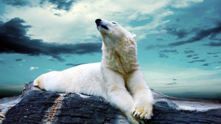 White Bear Desktop Wallpaper