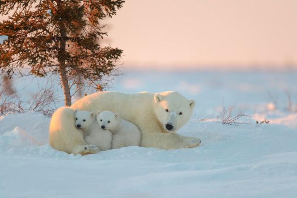 Polar Bear Wallpapers (64+ images)