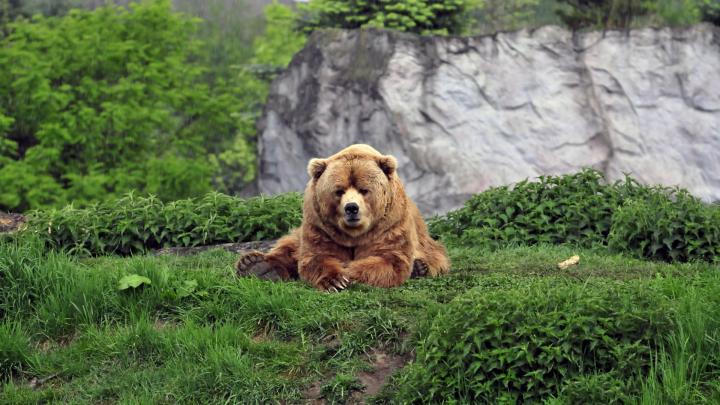 animals, Bears, Mammals Wallpapers HD \/ Desktop and Mobile Backgrounds