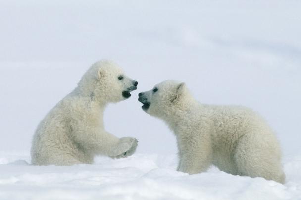 Polar Bear Wallpapers Images Photos Pictures Backgrounds