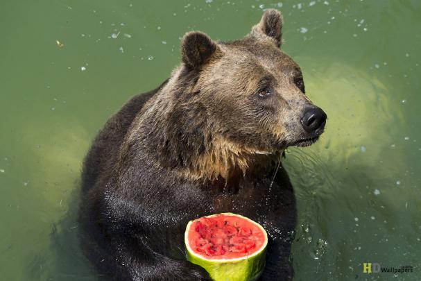 Bear Desktop Wallpaper -