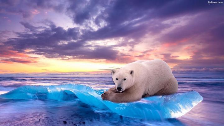 Ice Bear Desktop Wallpapers