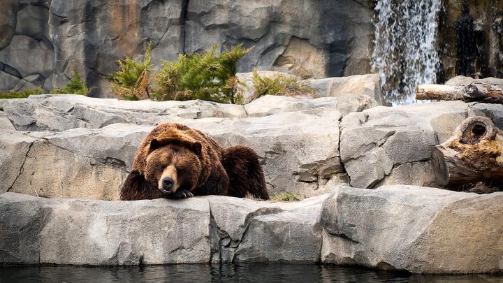 animals, Bears, Waterfall Wallpapers HD \/ Desktop and Mobile Backgrounds