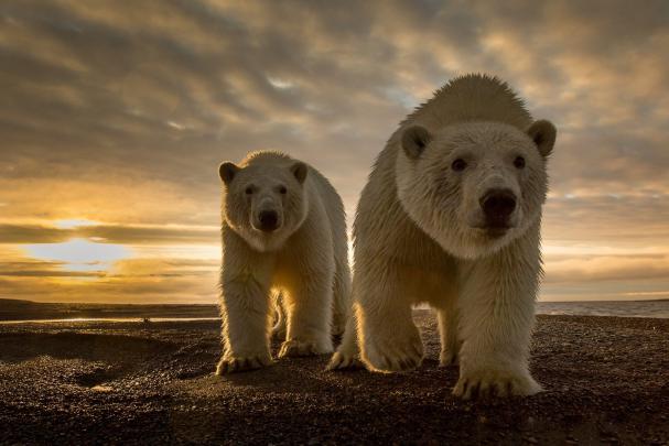 Polar Bears Desktop HD Wallpaper 66744 1920x1280px