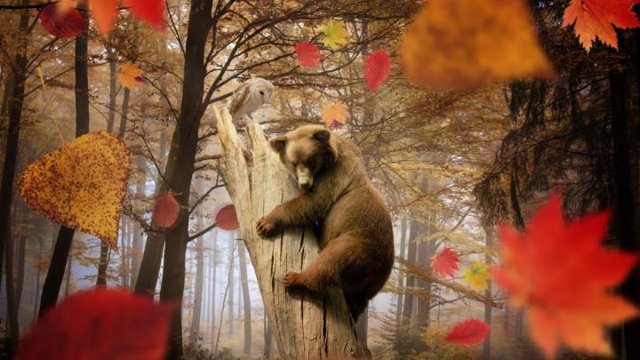 Fall Animal Wallpaper (65+ images)