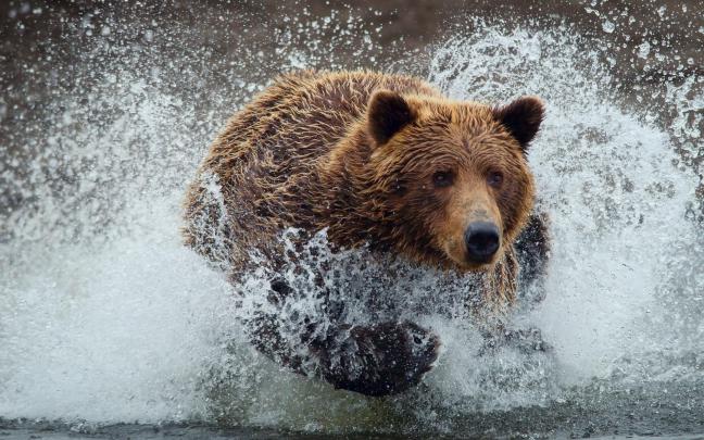 grizzly, Bear Wallpapers HD \/ Desktop and Mobile Backgrounds