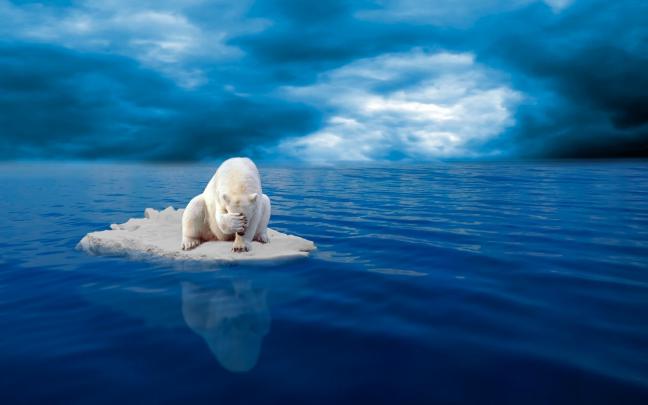 Polar Bear Wallpapers Images Photos Pictures Backgrounds