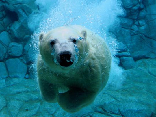 bears, Animals, Nature, Polar Bears, Sea, Water Wallpapers HD \/ Desktop 