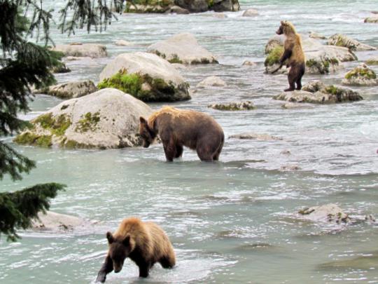 bear, River Wallpapers HD \/ Desktop and Mobile Backgrounds
