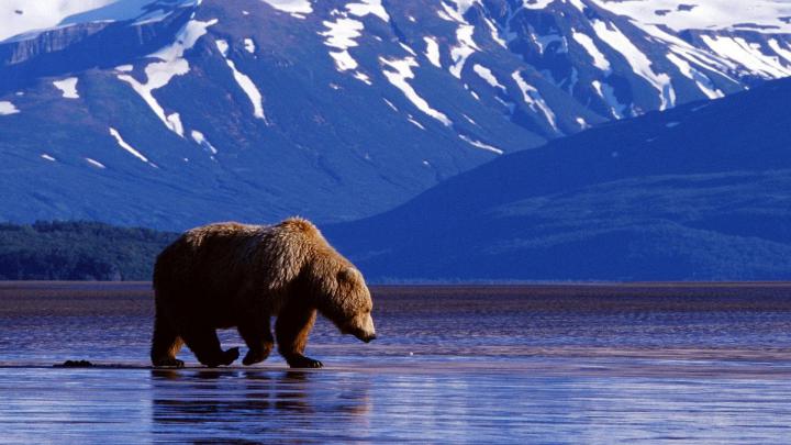 Bear Wallpapers HD