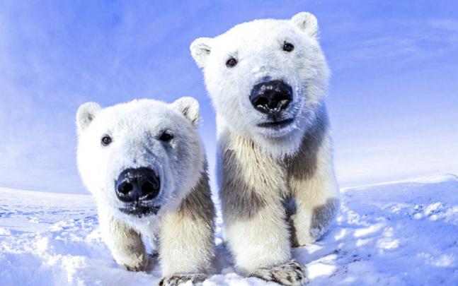 polar, Bear Wallpapers HD \/ Desktop and Mobile Backgrounds