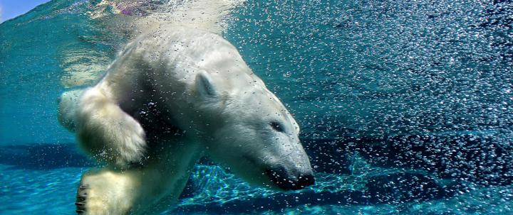 Polar Bear Wallpapers Images Photos Pictures Backgrounds