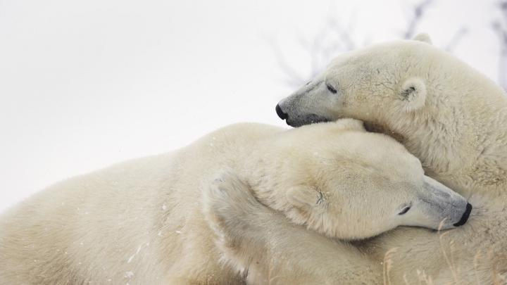 Polar Bears Play Fighting \u2013 Bing Wallpaper Download