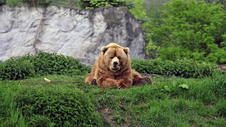 Free Desktop Bear Wallpapers