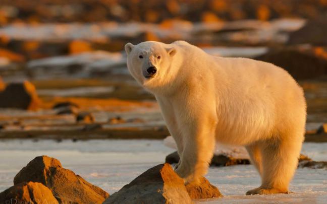 Free Desktop Bear Wallpapers