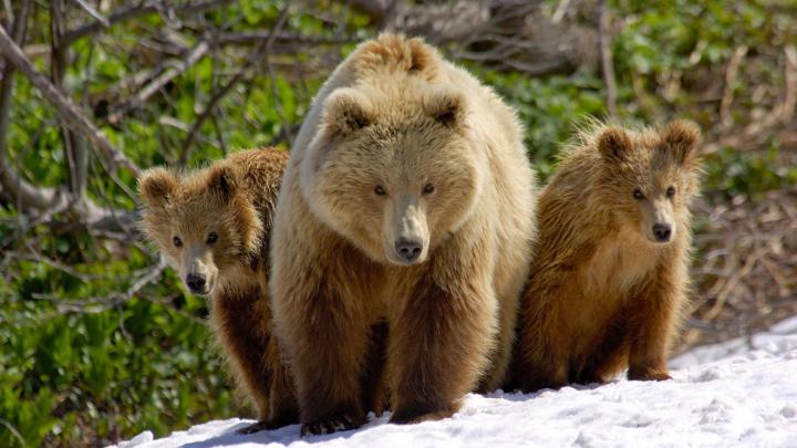 Download free Bear Wallpapers for your desktop | Most beautiful places 