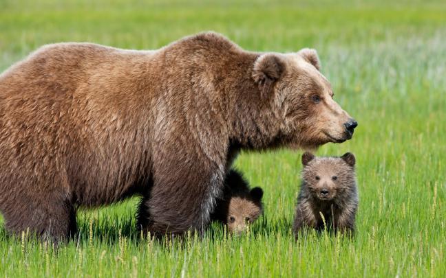 Download free Bear Wallpapers for your desktop | Most beautiful places 