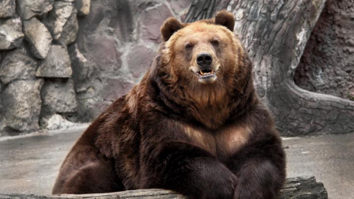 Free Desktop Bear Wallpapers